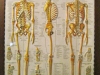 Anatomy